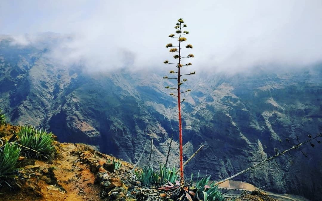 Helende Sjamanistische Trancereis